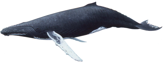 whale png image collection for download crazypng #23869