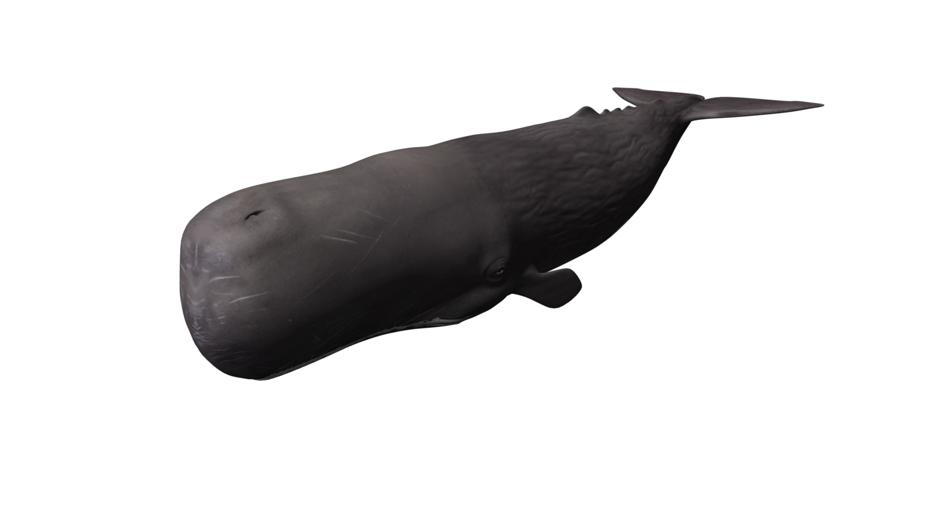 whale png image collection for download crazypng #23870