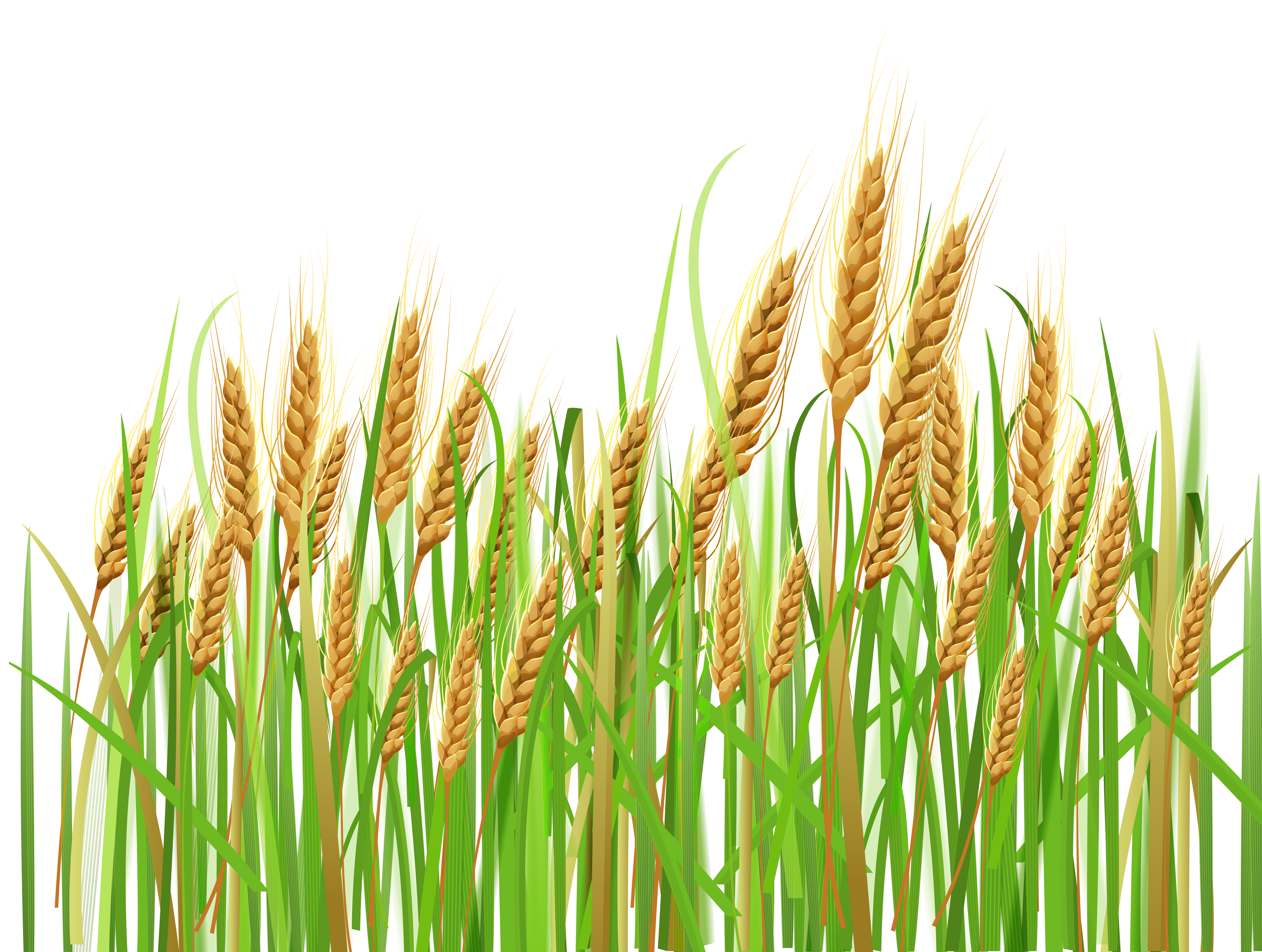 happy wheat cliparts download clip art #16671