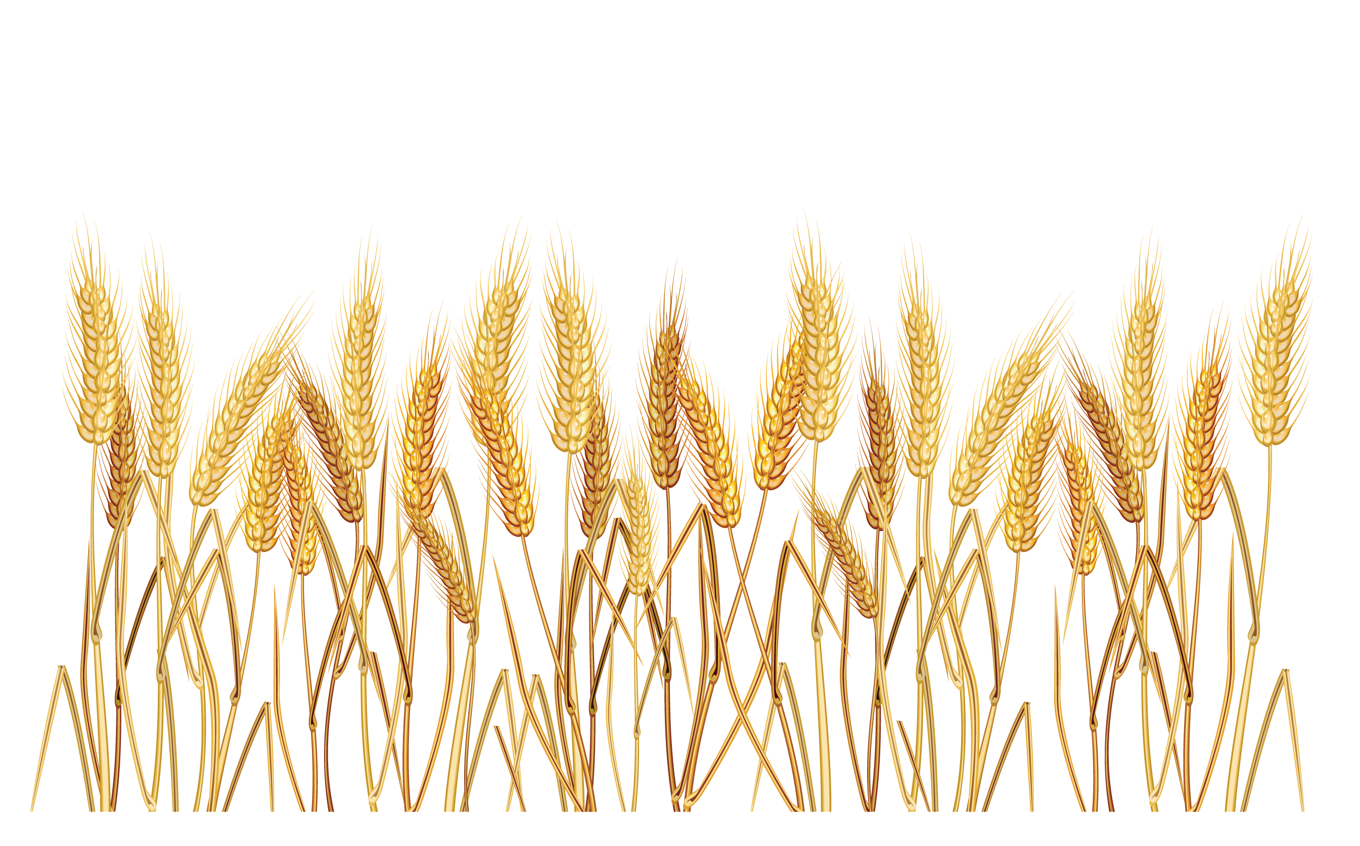 oat clipart wheat plant pencil and color oat clipart #16694