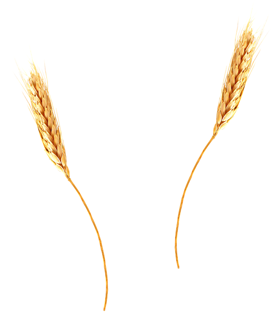 wheat agriculture barley photo pixabay #16645