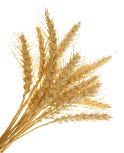 wheat, gluten marge steinhage fenelon #16649
