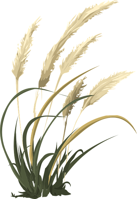 wheat grass agriculture vector graphic pixabay #16652