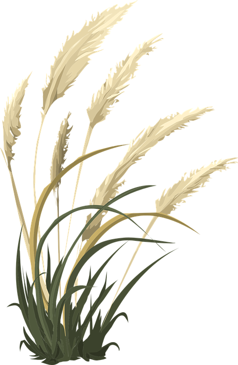 wheat grass nature vector graphic pixabay #16598