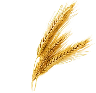 wheat, lcars food jedi knight #16619