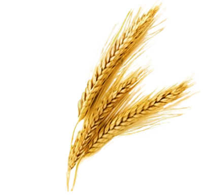 Wheat