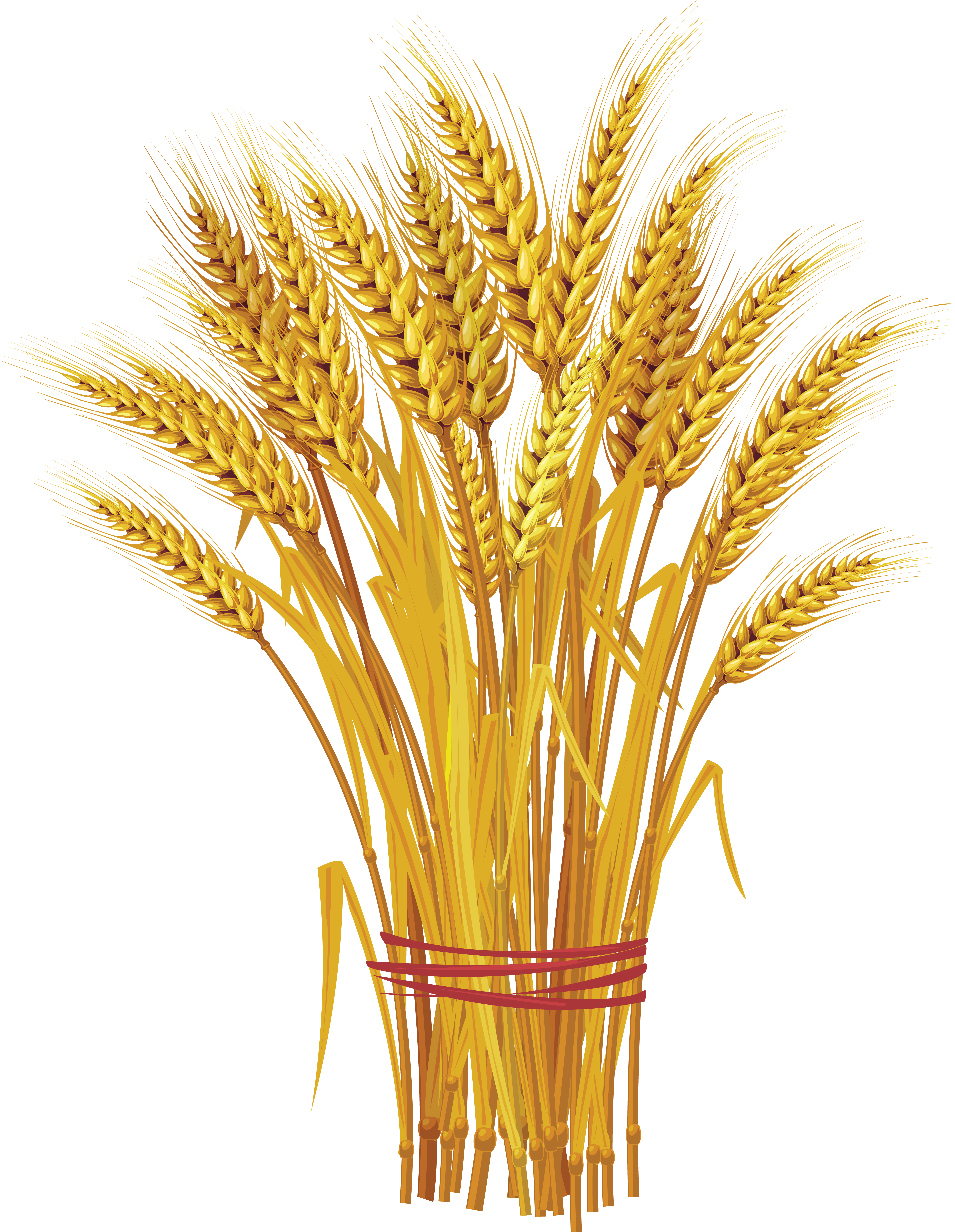 Wheat Transparent Png Clipart Images Free Download Free Transparent Png Logos