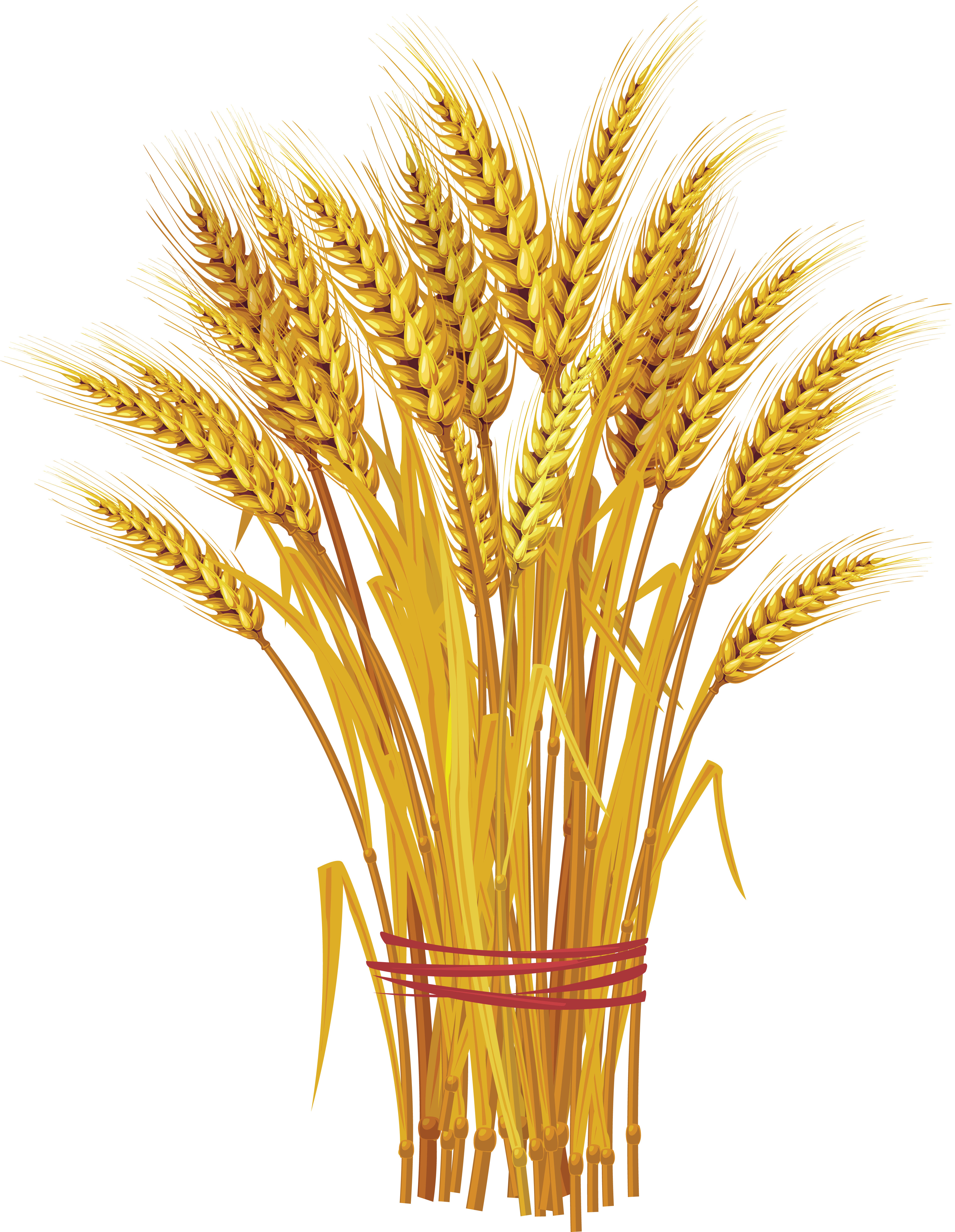 wheat png image purepng transparent png image #16630