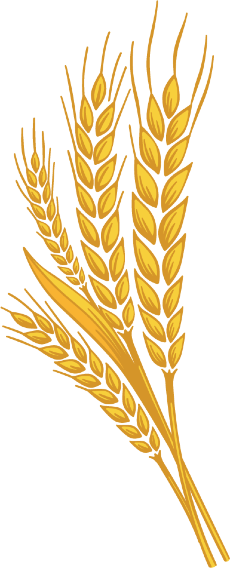 Wheat Transparent PNG Clipart Images Free Download