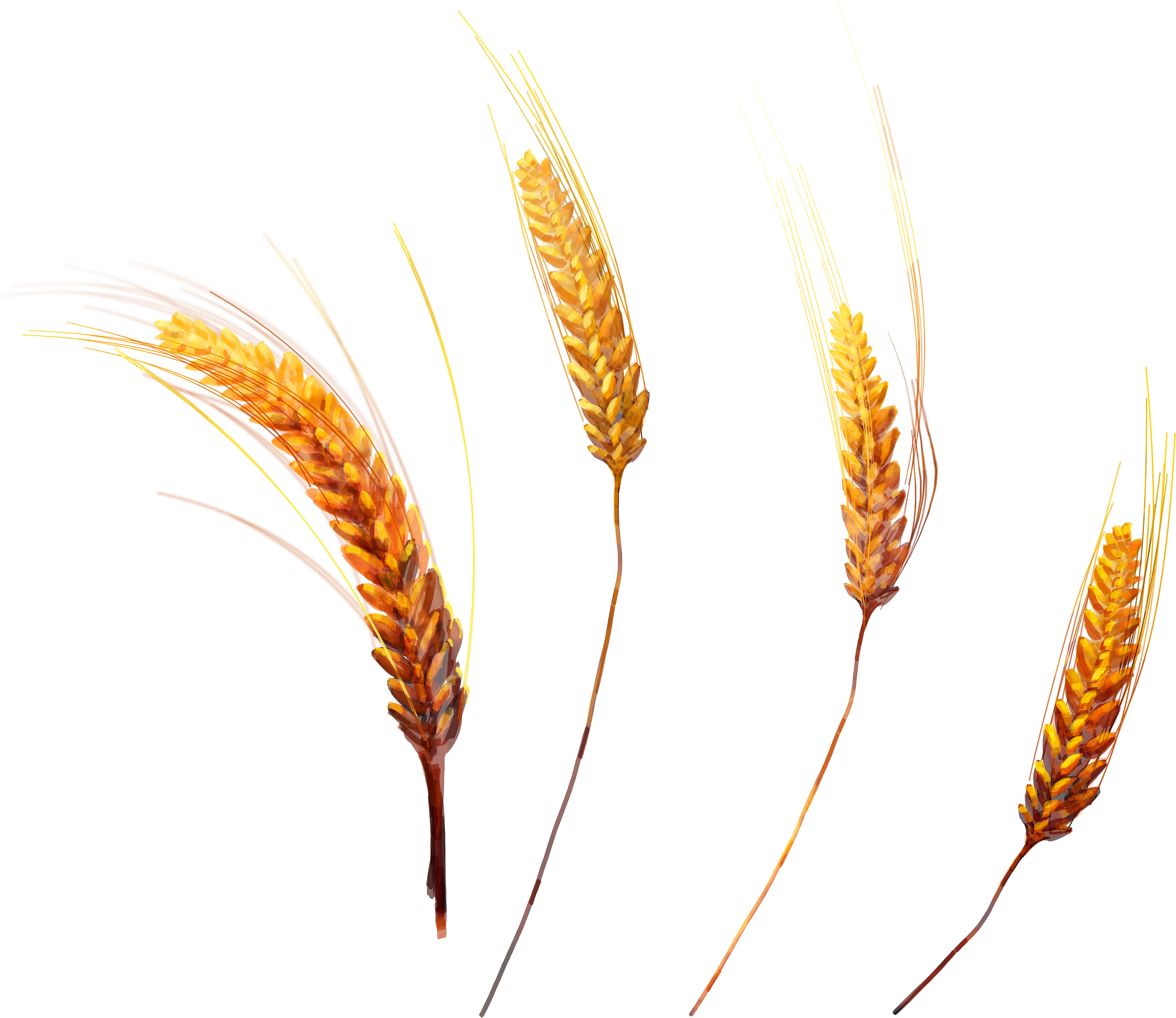 wheat transparent png pictures icons and png #16626