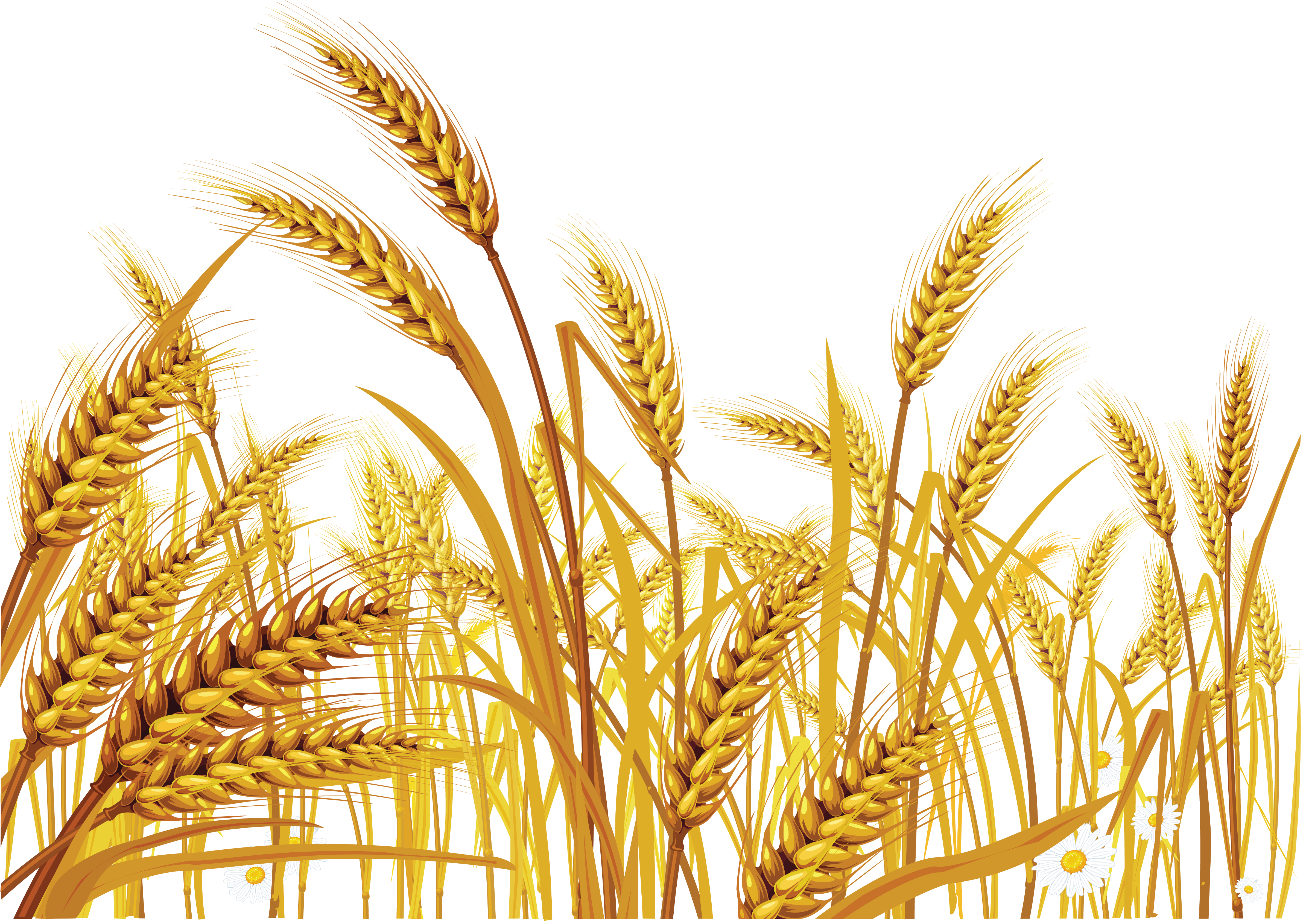 Wheat Transparent PNG Clipart Images Free Download