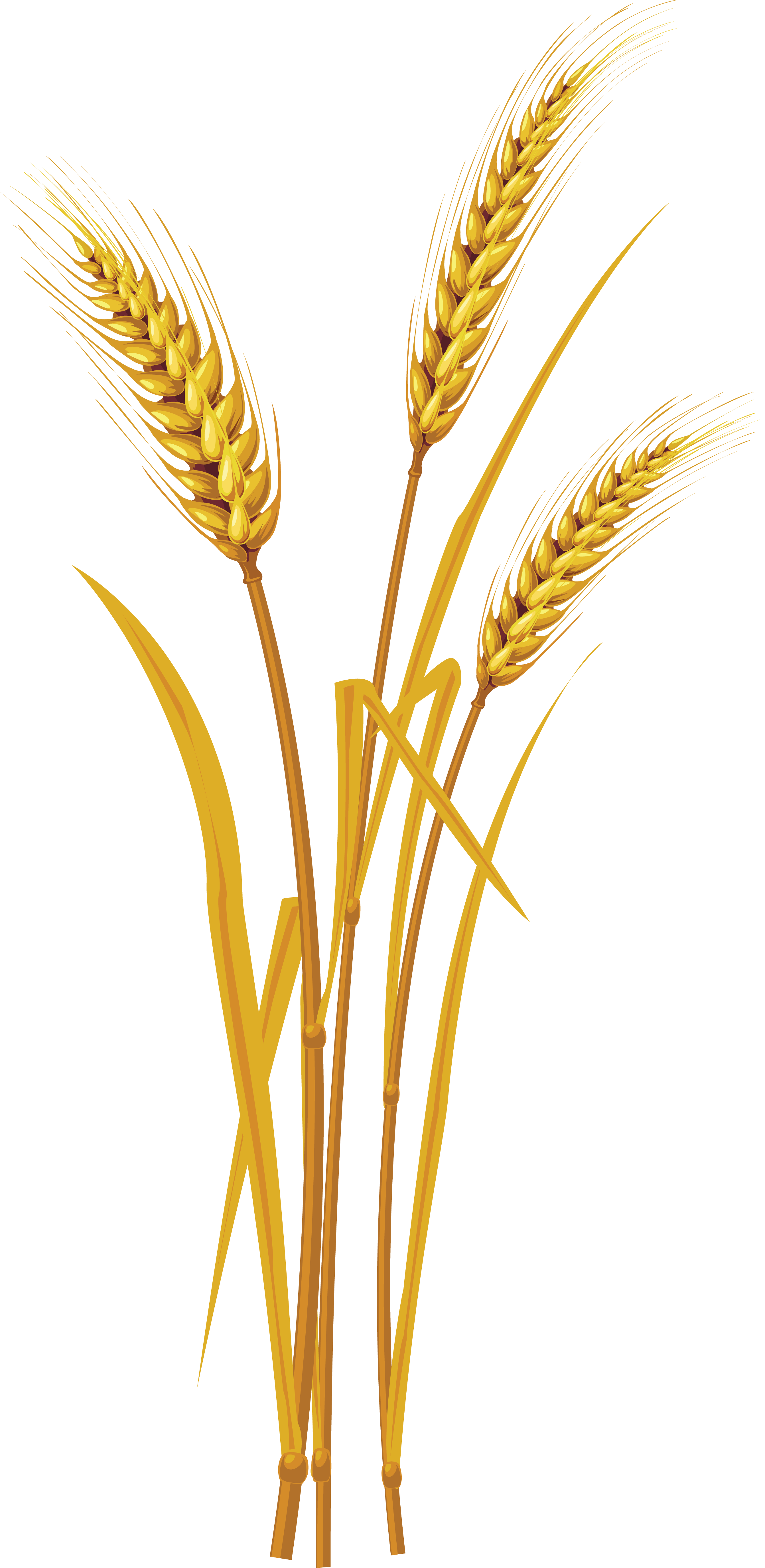 wheat transparent png pictures icons and png #16611