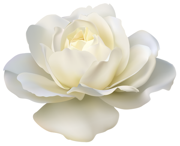 beautiful white rose png image gallery yopriceville #19031