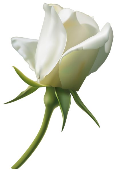 download white rose bud png image pngimg #19045