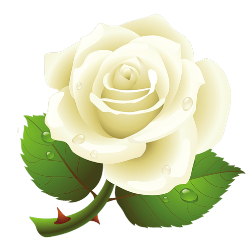 download white rose png image flower white rose png #19027