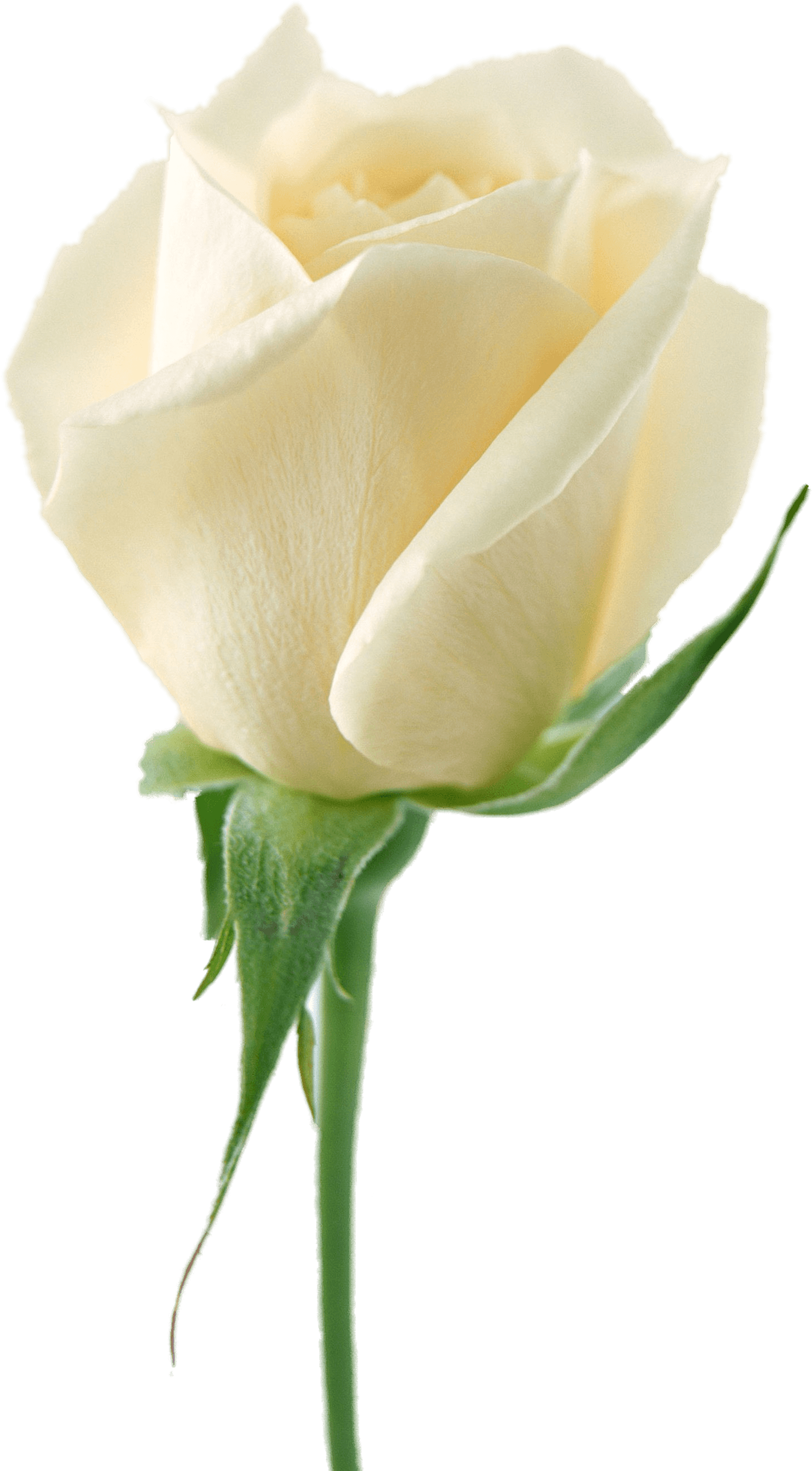 download white rose png image flower white rose png #19017