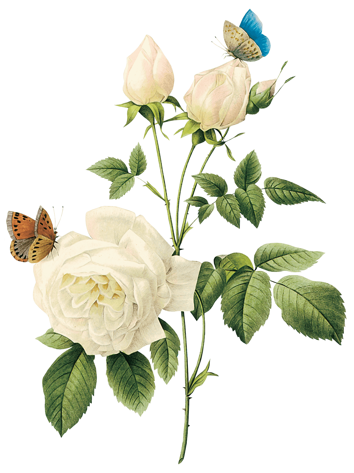 download white rose png image flower white rose png #19118