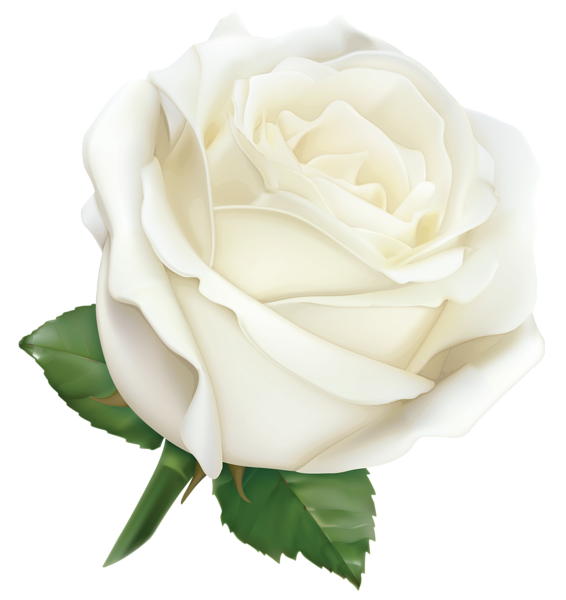 large white rose png clipart image gallery yopriceville #19028