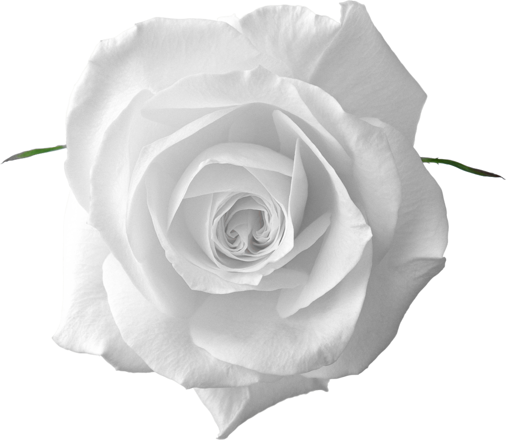 perfect white rose ufe ufe uaf #19024