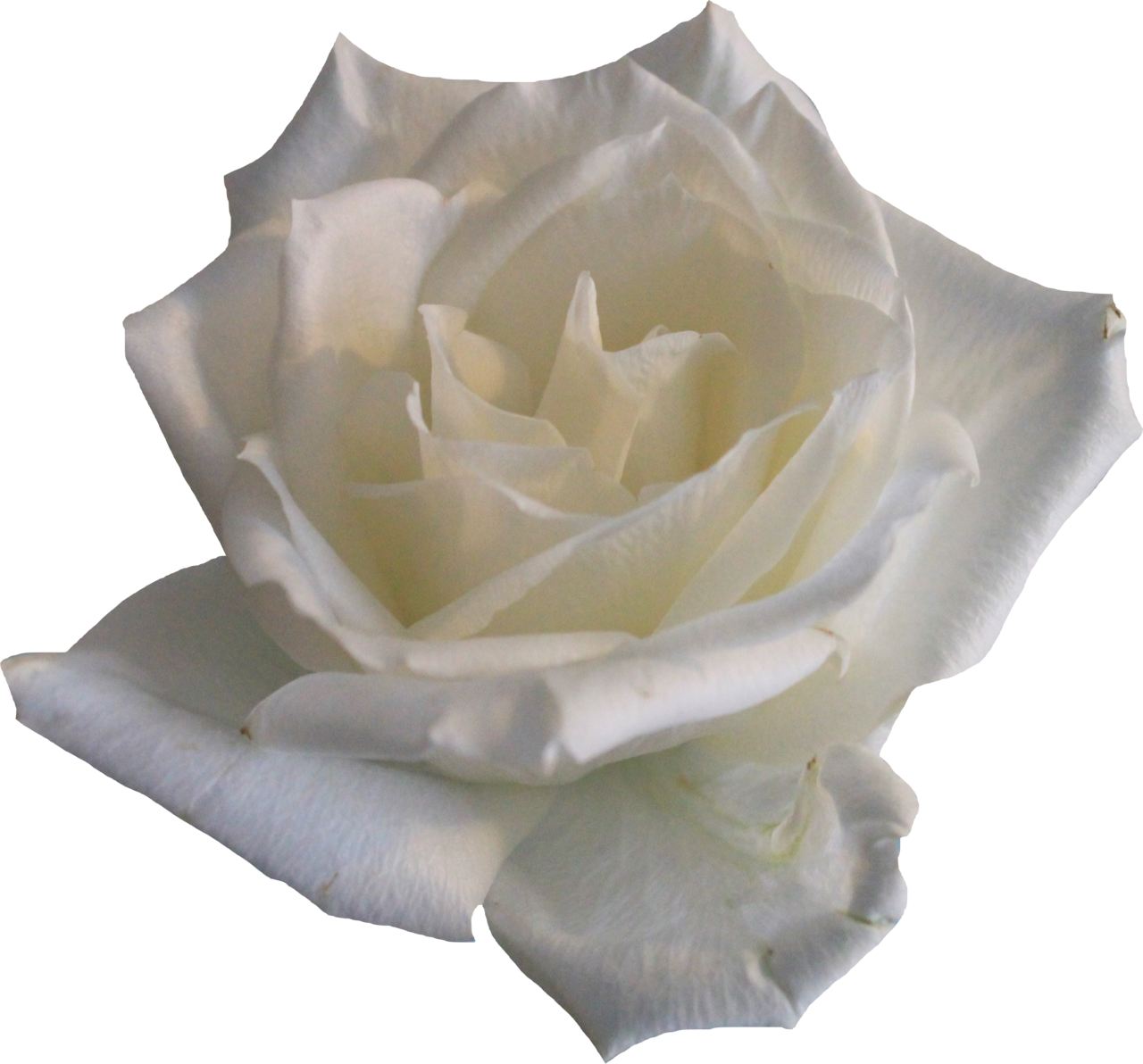 white rose, babe #19016