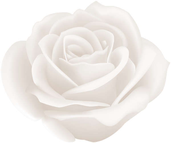 white rose clip art image gallery yopriceville high #19020