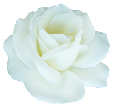 white rose, clipart valentine day roses #19015