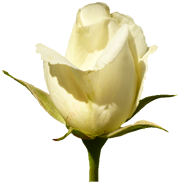 white rose, clipart valentine day roses #19099