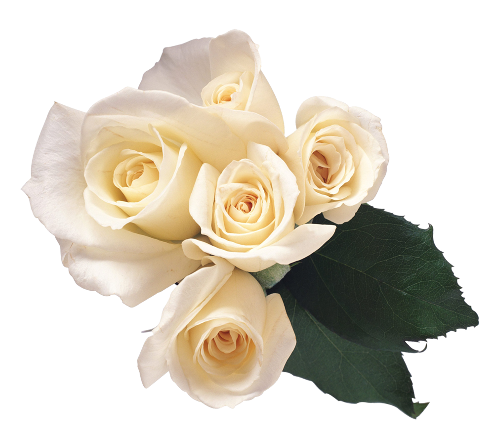 white rose, download yellow rose flower png transparent images #19075