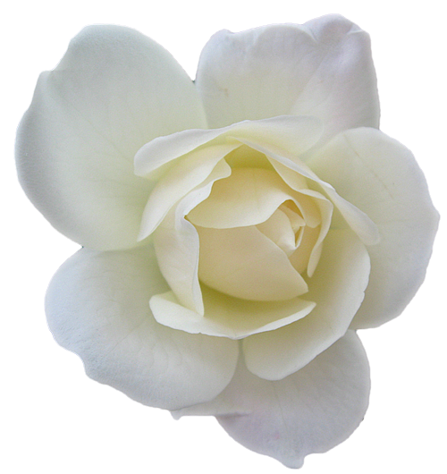 white rose, flower rose white transparent images clkerm #19087