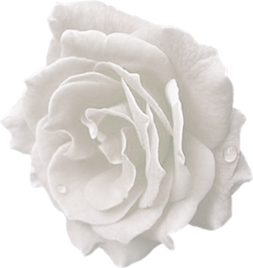 white rose, index users tbalze flower roses png #19124