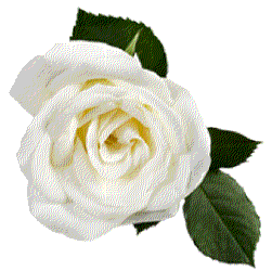 white rose, lanshire floral design flower design hatfield #19030