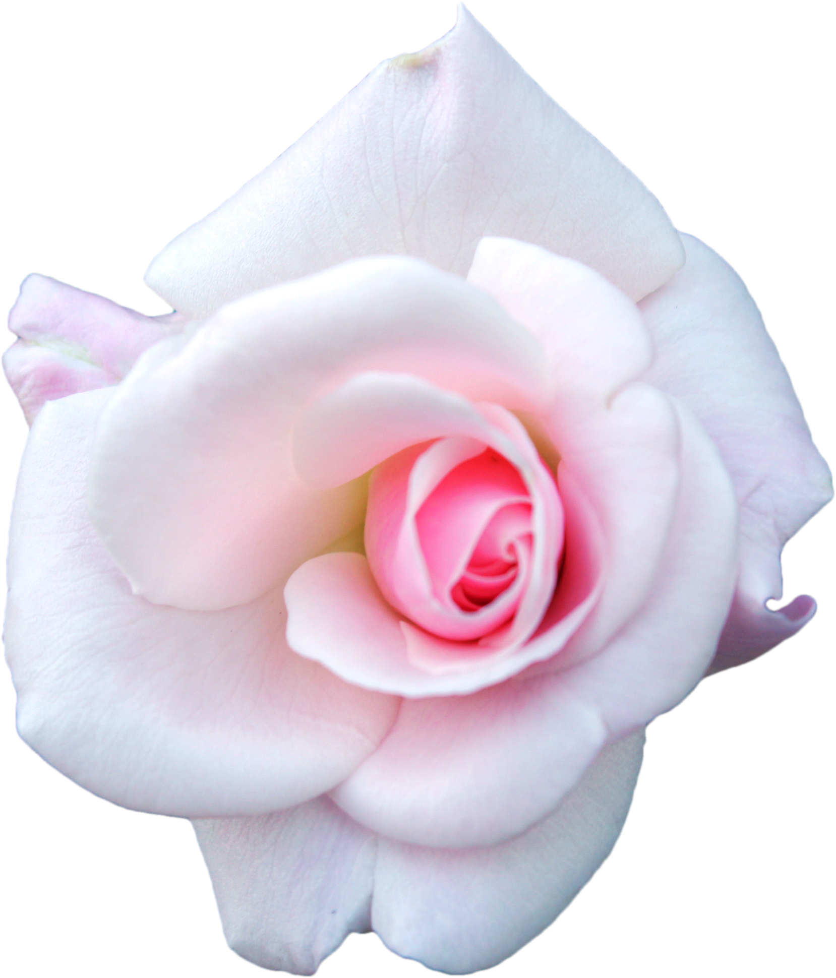 white rose, mjola toyhouse #19034