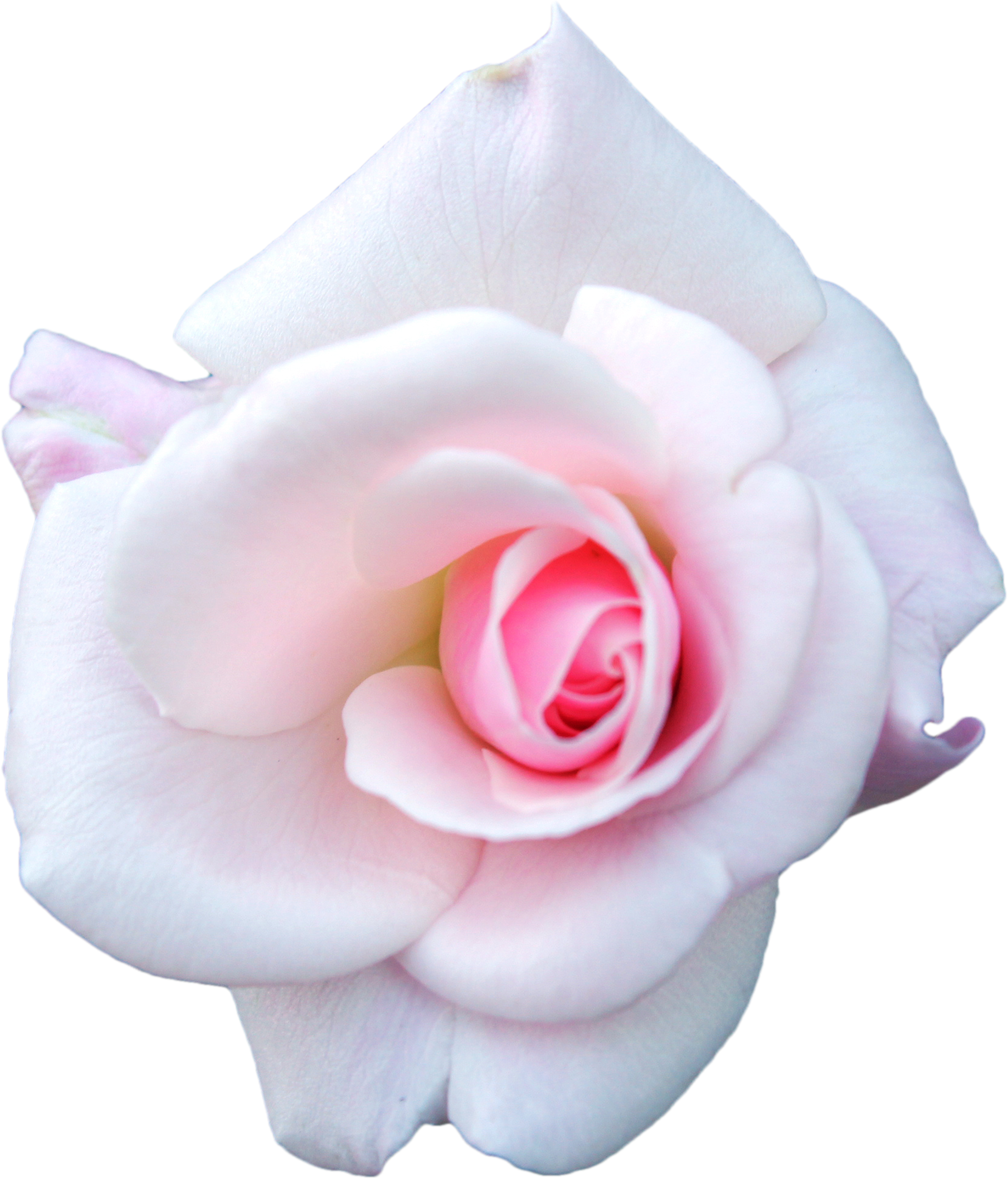 White Rose PNG Flower Pictures, Free Download White Flowers Clipart