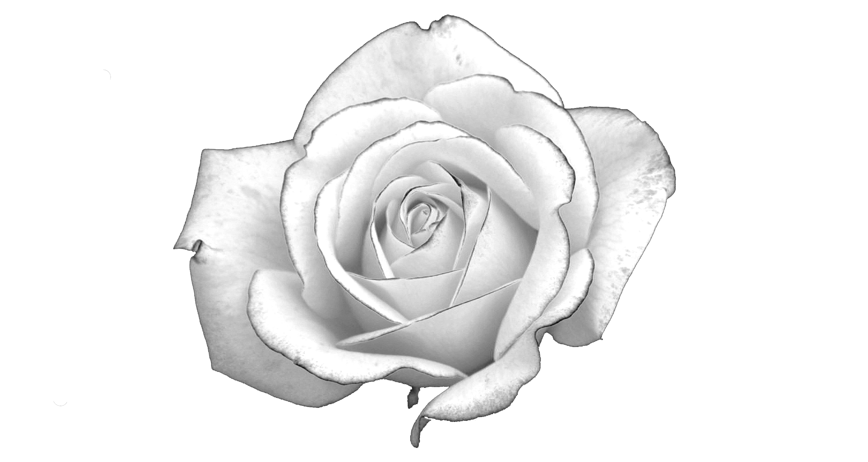 white rose night monthly noor #19108