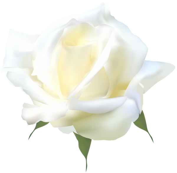 white rose png clip art gallery yopriceville high #19019