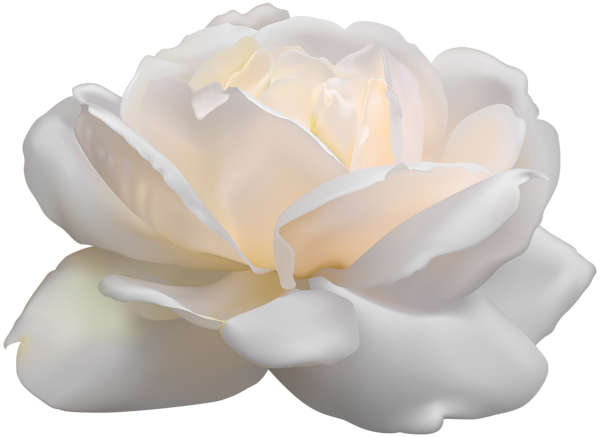 white rose png clip art image gallery yopriceville #19058