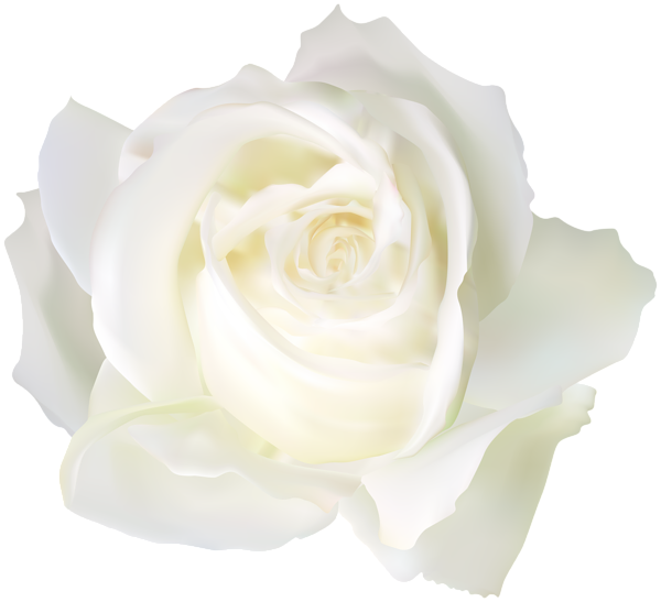 white rose png clip art image gallery yopriceville #19022