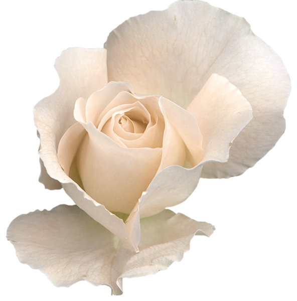 white rose png clipart image gallery yopriceville high #19033