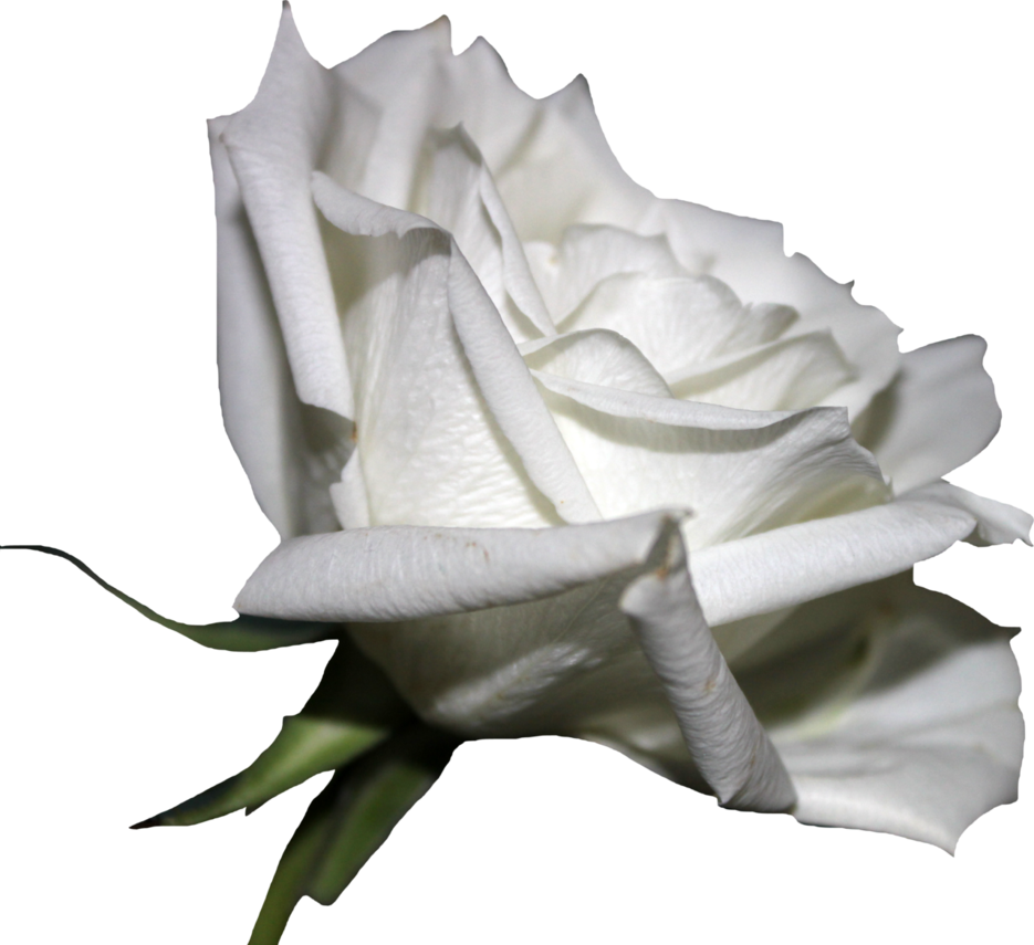 white rose png thy darkest hour deviantart #19050