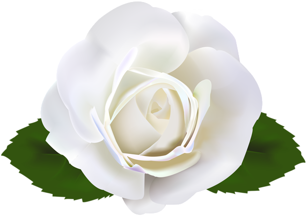 White Rose