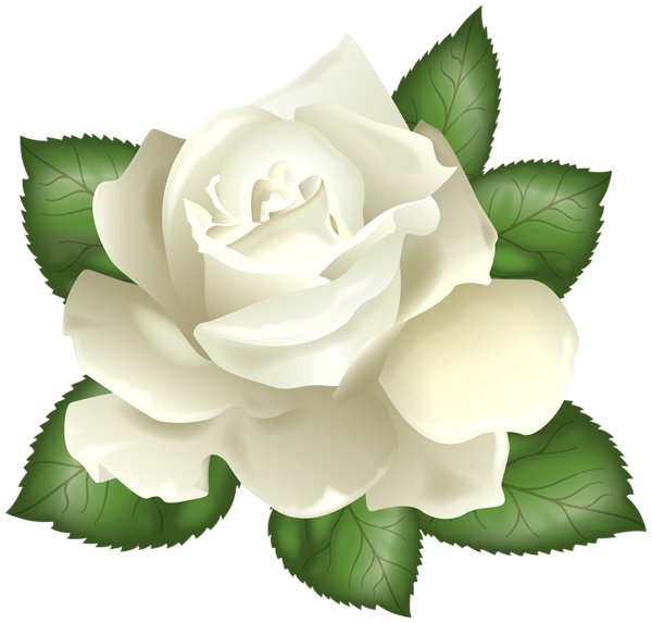 White Rose