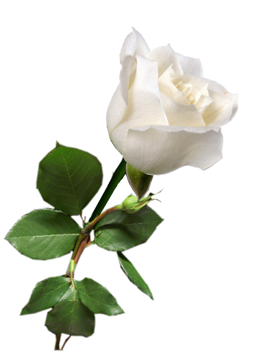 white rose, tumblr static steim rose white rosas #19029