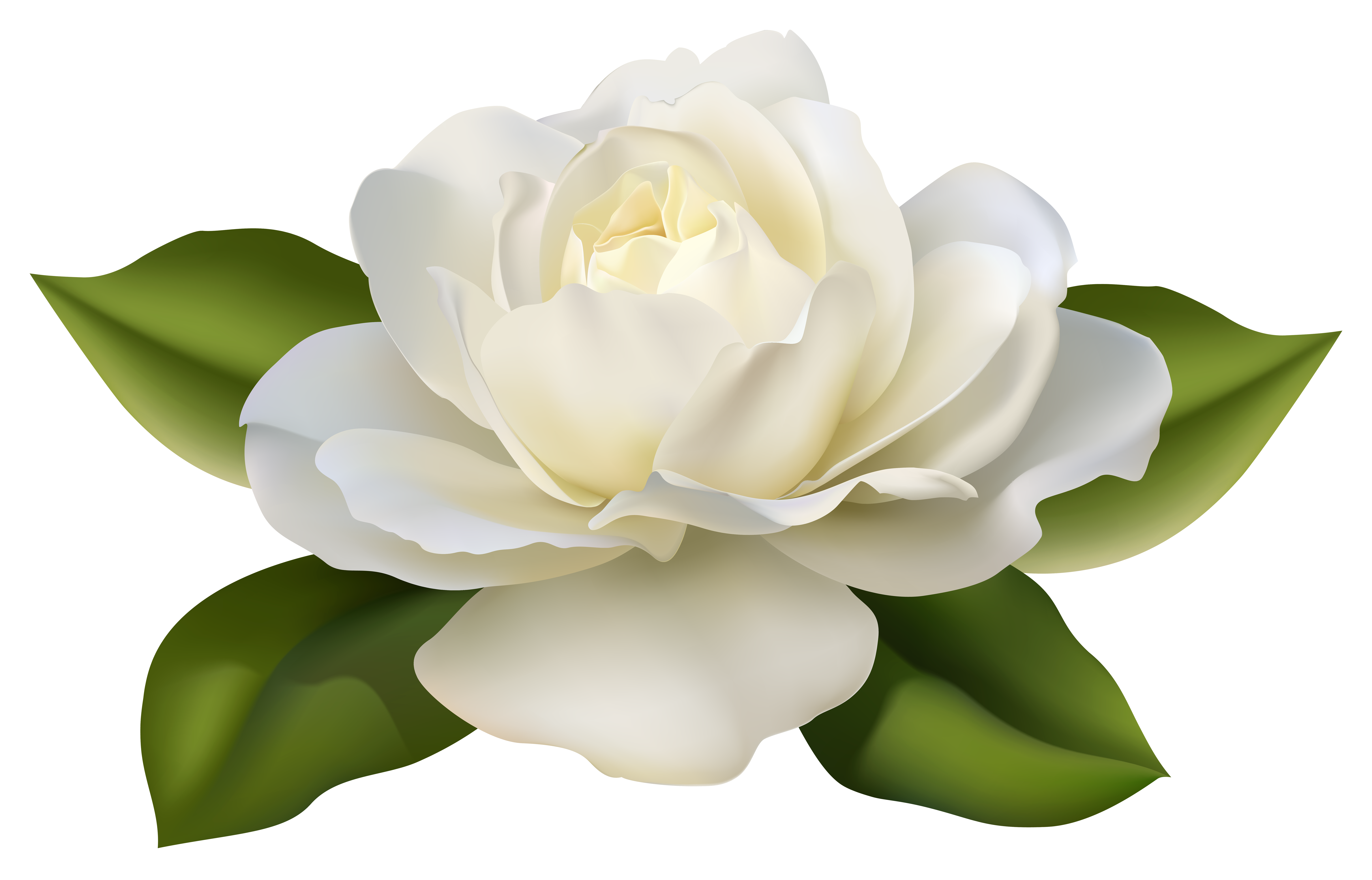 white rose, white roses pictures gallery impremedia #19057