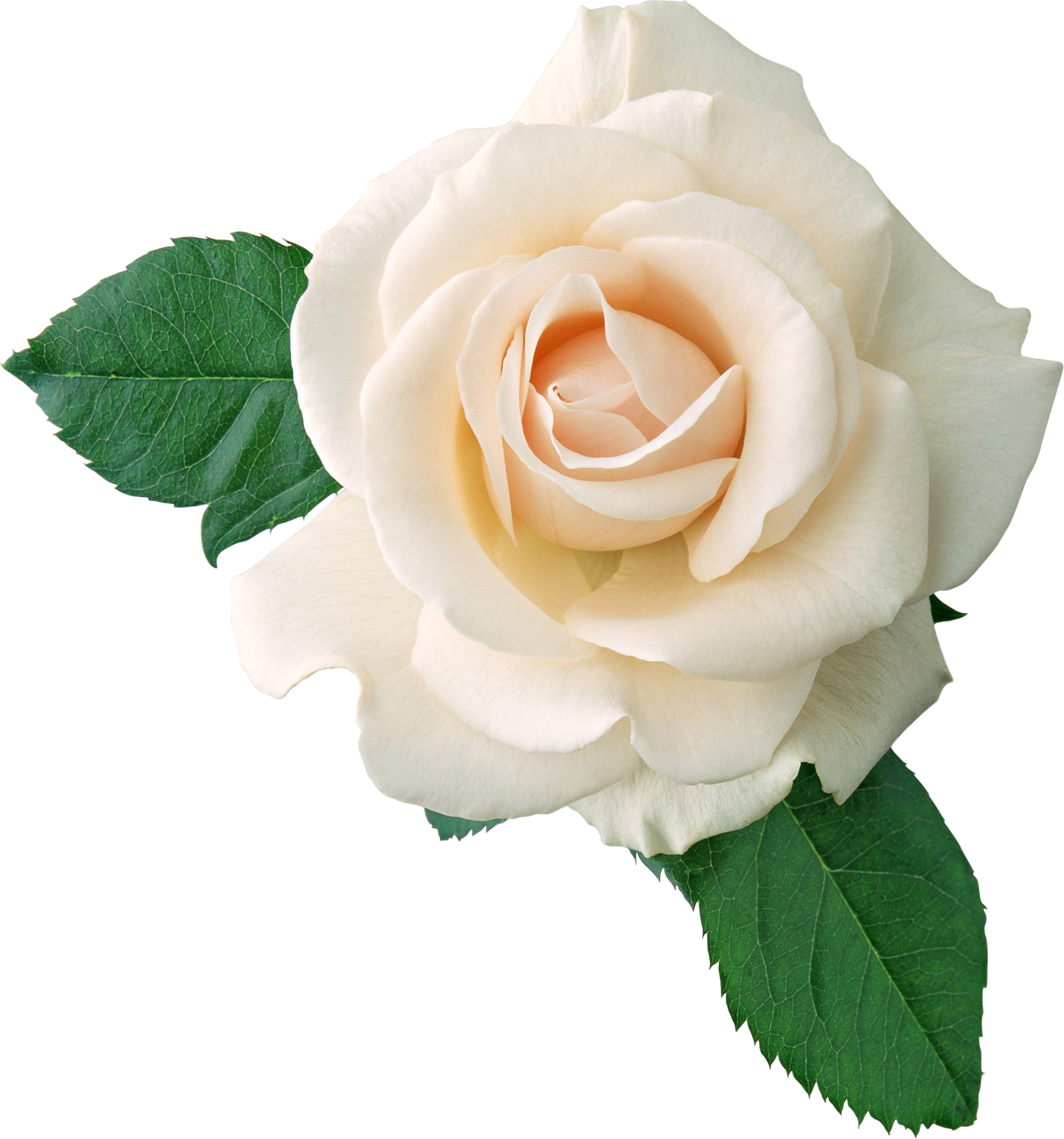 white rose, white roses png transparent white roses images pluspng #19025