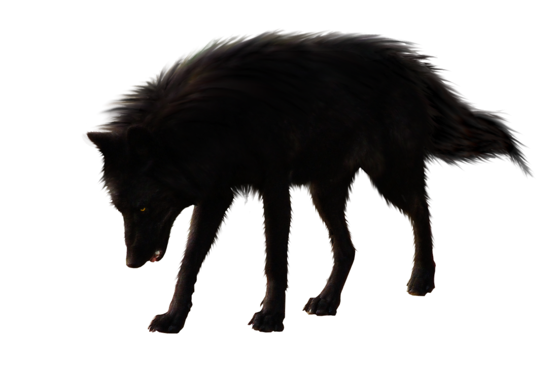 Wolf PNG Images, Free Download