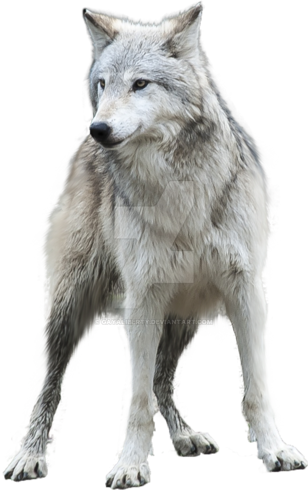 Wolf