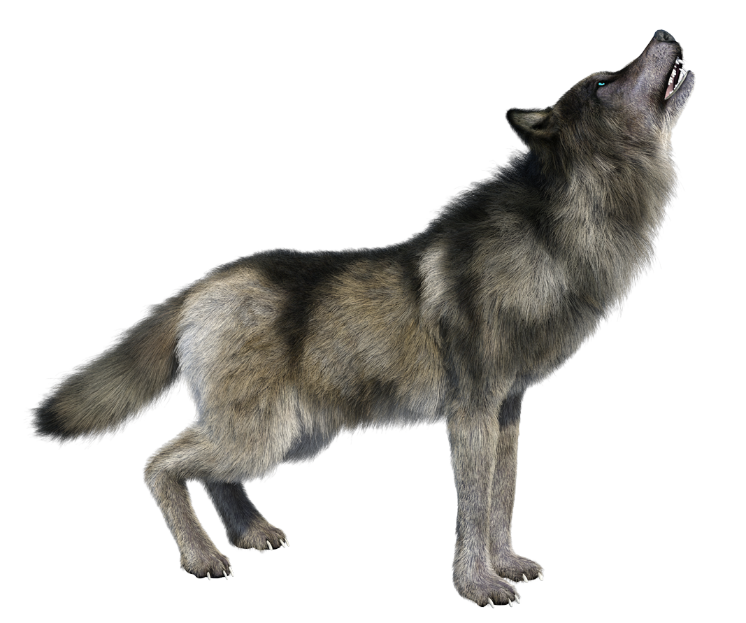 howling wolf png image transparent #19433