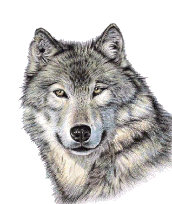 Wolf PNG Images, Free Download - Free Transparent PNG Logos