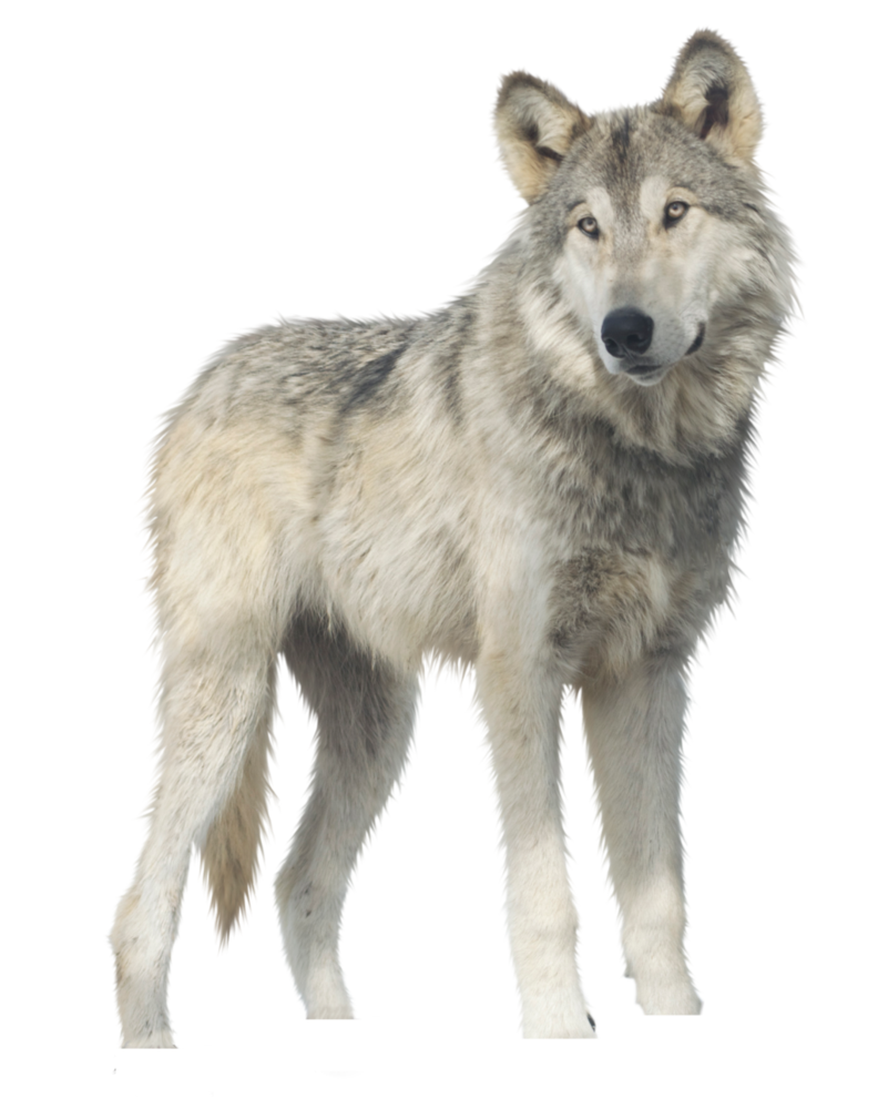 jericho wolf png raynexstorm deviantart #19425