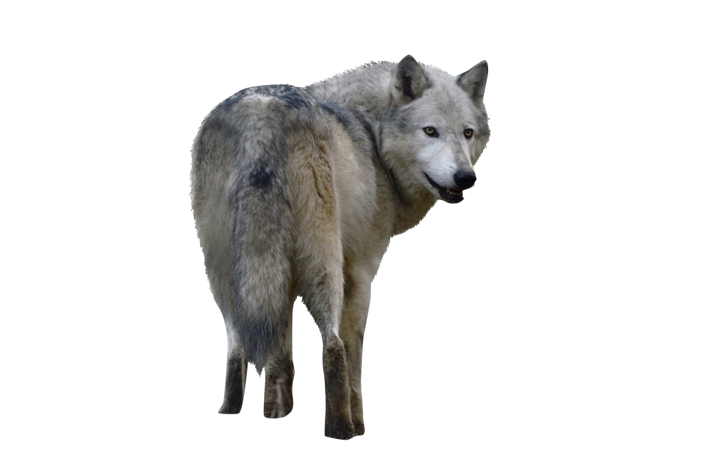 Wolf PNG Image - PurePNG  Free transparent CC0 PNG Image Library